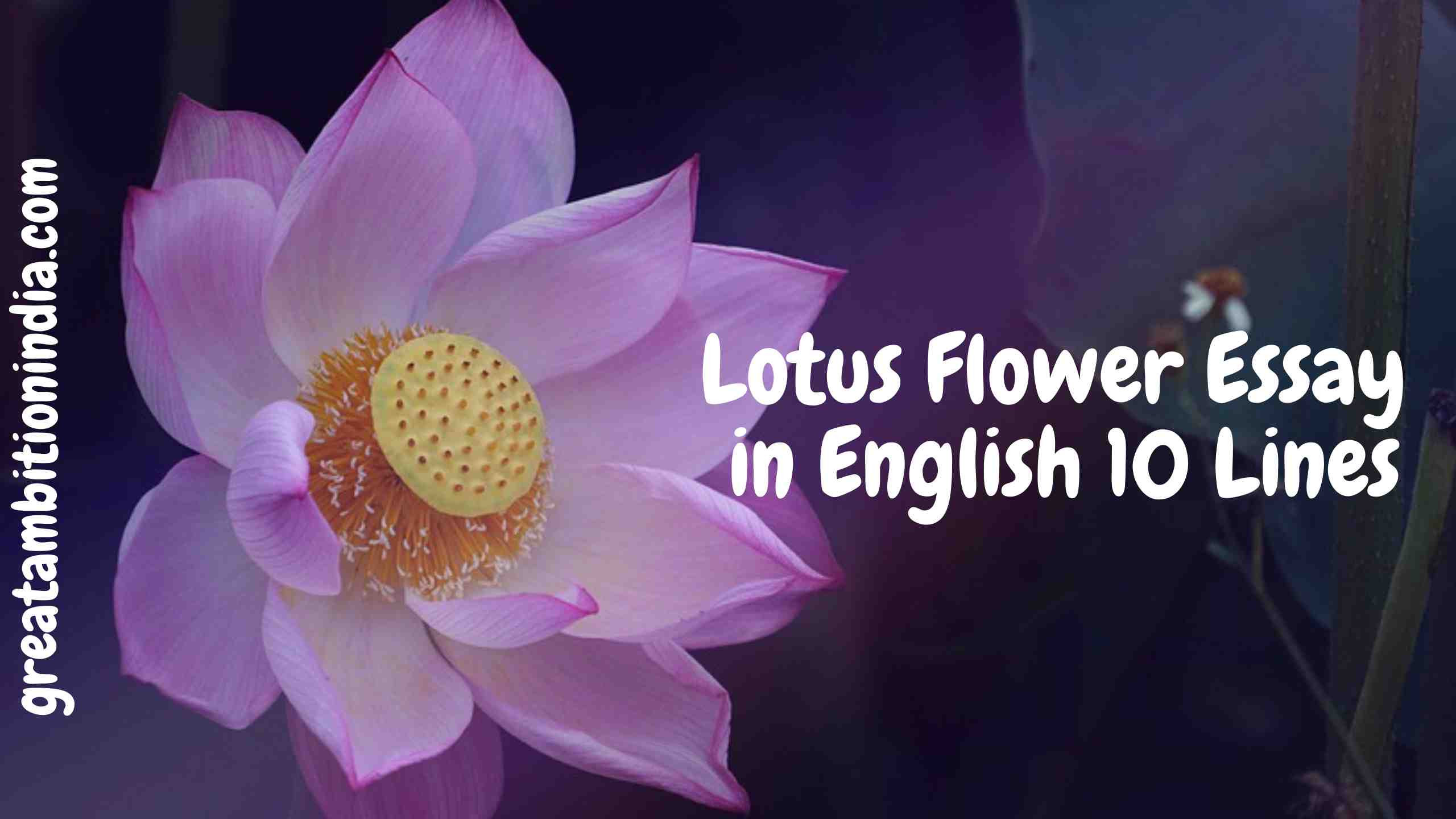 Lotus Flower Essay in English 10 Lines || Lotus Flower || Short Essay on Lotus Flower
