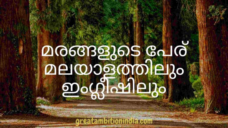 Trees Names English&Malayalam|മരങ്ങളുടെ പേര് മലയാളത്തിലും ഇംഗ്ലീഷിലും|Plants